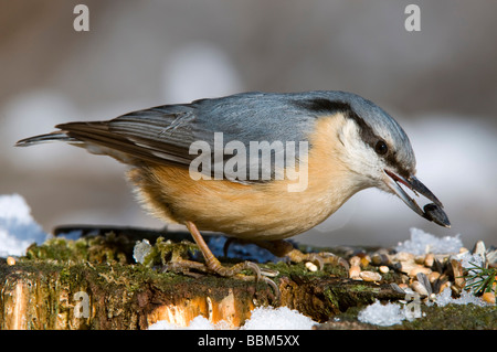 Eurasische Kleiber (Sitta Europaea), Stans, Tirol, Österreich, Europa Stockfoto