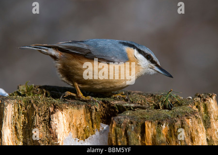 Eurasische Kleiber (Sitta Europaea), Stans, Tirol, Österreich, Europa Stockfoto