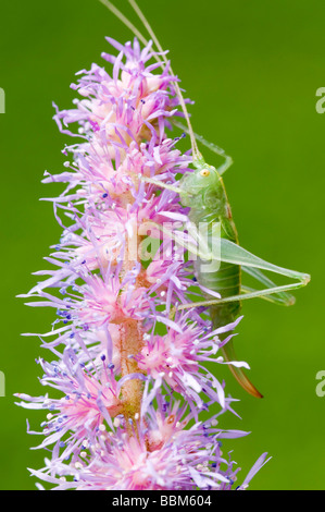 Große grüne Bush-Cricket (Tettigonia Viridissima), Schwaz, Tirol, Österreich, Europa Stockfoto