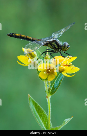 Black Darter oder schwarz Meadowhawk (Sympetrum Danae), Weiblich Stockfoto