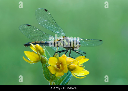 Green-Eyed Haken-tailed Libelle (Onychogomphus Forcipatus), Reintaler See, Kramsach, Tirol, Österreich Stockfoto