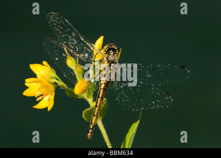 Black Darter oder schwarz Meadowhawk (Sympetrum Danae), Weiblich Stockfoto