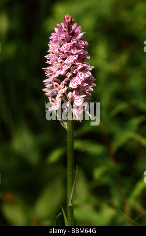 Heath Sichtete Orchid, Dactylorhiza maculata, Orchidaceen. GROSSBRITANNIEN Stockfoto