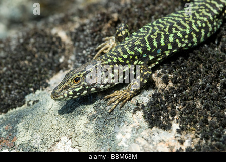 Wand-Eidechse (Podarcis Muralis), Marciana, Elba Island, Italien, Europa Stockfoto