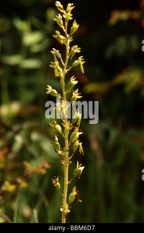 Gemeinsamen Nestwurzen, Listera Ovata, Orchidaceae Stockfoto