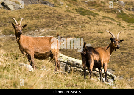 Passeirer Bergziegen, Ober-Glanegg alpinen Weiden, Timmelsjoch Ridge Hinterpasseier, Bolzano-Bozen, Italien, Europa Stockfoto