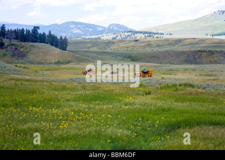 Touristen an Bord zwei Postkutschen sehen ein Bison, indem er sich eine Staub-Bad, hohen Wiesen des Yellowstone National Park. Stockfoto