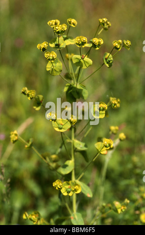 Holz-Wolfsmilch, Euphorbia amygdaloides Stockfoto