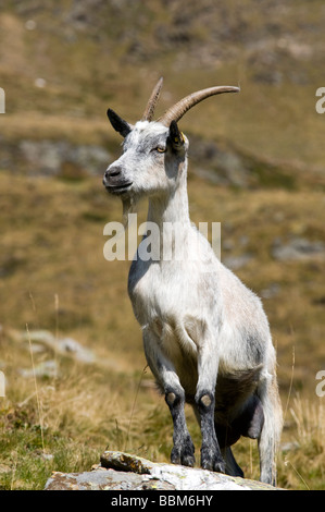 Passeirer Bergziege, Ober-Glanegg Alm, Timmelsjoch Ridge, Hinterpasseier, Bolzano-Bozen, Italien, Europa Stockfoto