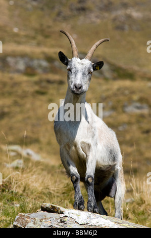 Passeirer Bergziege, Ober-Glanegg Alm, Timmelsjoch Ridge, Hinterpasseier, Bolzano-Bozen, Italien, Europa Stockfoto