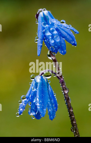 Sibirischer Blaustern (Scilla Siberica), Schwaz, Tirol, Österreich, Europa Stockfoto