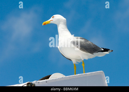 Kaspische Möve (Larus Cachinnans), Insel Elba, Italien, Europa Stockfoto