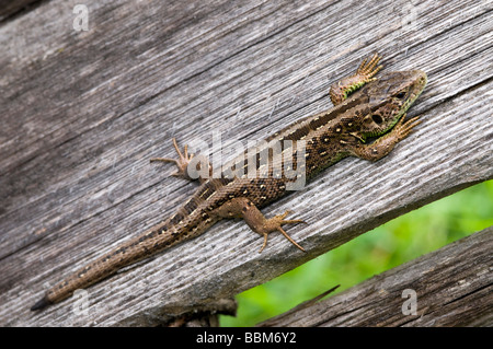 Sand-Eidechse (Lacerta Agilis), Museum Tiroler Bauernhoefe, Tirol Bauernhof Museum, Kramsach, Tirol, Österreich, Europa Stockfoto