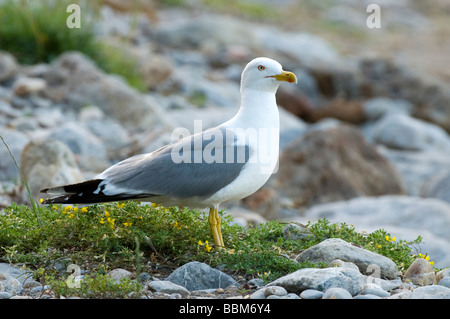 Kaspische Möve (Larus Cachinnans), Insel Elba, Italien, Europa Stockfoto