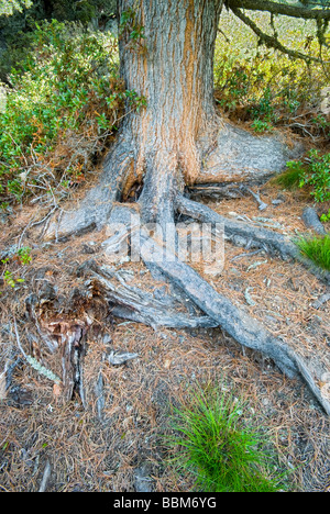 Zirbe (Pinus Cembra), Stamm und Wurzeln, Wenner Berg Alpe, Pitztal, Jerzens, Tirol, Österreich, Europa Stockfoto