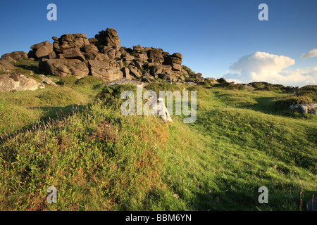 Bonehill Felsen im Sommer in der Nähe von Widecome, Dartmoor, Devon, England, UK Stockfoto