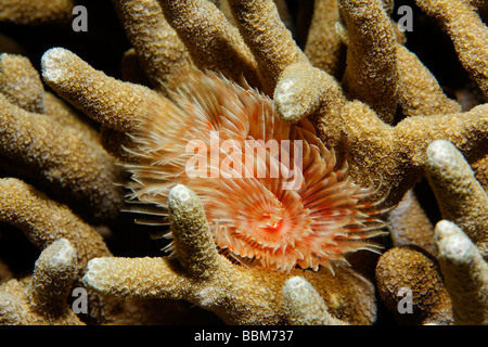 Prächtige Rohr Wurm (Protula Magnifica) lebt in Stonecoral, Gangga Island, Bangka Inseln, Nord-Sulawesi, Indonesien, Moluc Stockfoto