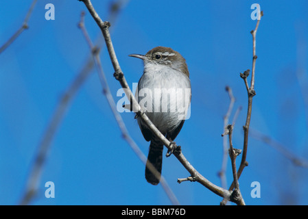 Bewick s Wren Thryomanes Bewickii Erwachsenen Starr County Rio Grande Valley Texas USA März 2002 Stockfoto