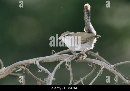 Bewick s Wren Thryomanes Bewickii Erwachsenen Starr County Rio Grande Valley Texas USA März 2002 Stockfoto