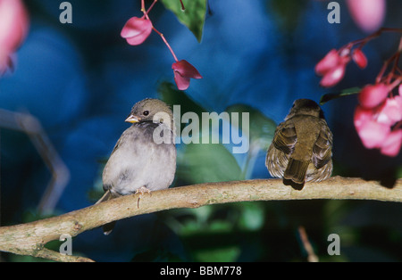 Schwarz konfrontiert Grassquit Tiaris bicolor Männchen auf AST Rocklands Montego Bay Jamaika Januar 2005 Stockfoto