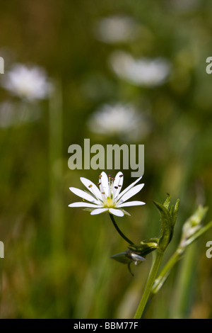 Weniger Stitchwort Stockfoto