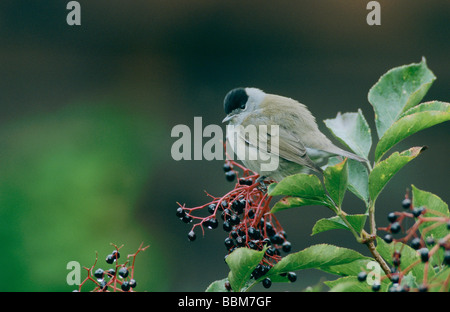 Mönchsgrasmücke Sylvia Atricapilla männlich auf gemeinsame Holunder Sambucus Nigra Oberaegeri Schweiz September 1998 Stockfoto