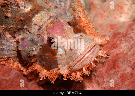 Bärtige Drachenköpfe (Scorpaenopsis Barbata) in perfekte Tarnung auf Schwamm, Porträt, Gangga Island, Inseln Bangka, North Su Stockfoto