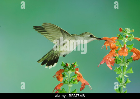 Schwarzer-chinned Kolibri Archilochos Alexander weibliche im Flug Fütterung auf Salbei Madera Canyon Arizona USA Mai 2005 Stockfoto