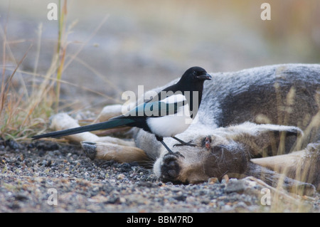 Schwarze berechnet Elster Pica Hudsonia Erwachsene auf Toten Maultierhirsche Silverton Colorado Oktober 2005 Stockfoto