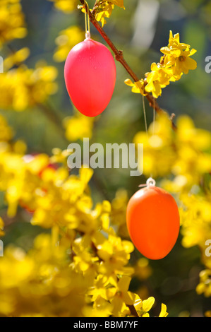 Forsythien (Forsythia × Intermedia) mit Osterdekoration Stockfoto