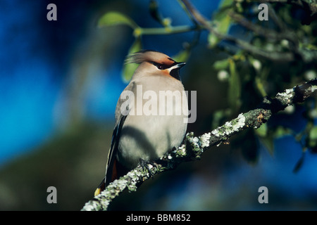 Böhmische Seidenschwanz Bombycilla Garrulus Erwachsenen Zug Schweiz März 1992 Stockfoto