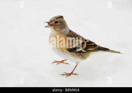 Bergfink Fringilla Montifringilla weiblich Essen Samen auf Schnee Zug Schweiz Dezember 2007 Stockfoto