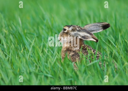 Brauner Hase Lepus Europaeus Erwachsenen auf Wiese Essen Nationalpark Lake Neusiedl Burgenland Österreich, April 2007 Stockfoto