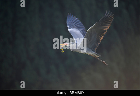 Graue Reiher (Ardea Cinerea), im Flug, tragen Nistmaterial im Schnabel Stockfoto