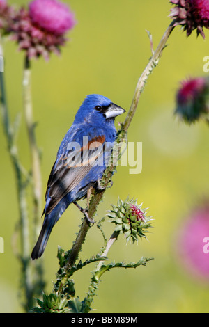 Blaue Kernbeißer gehockt Distel Wildflower Blüten - vertikal Stockfoto