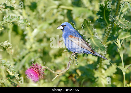 Blaue Kernbeißer gehockt Distel Wildflower Blüten Stockfoto
