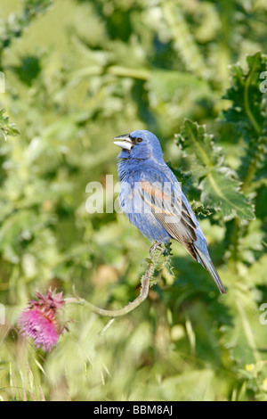 Blaue Kernbeißer gehockt Distel Wildflower Blüten - vertikal Stockfoto