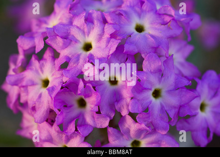 Desert Sand Eisenkraut Wildblumen in Kalifornien Anza Borrego Desert State Park Stockfoto