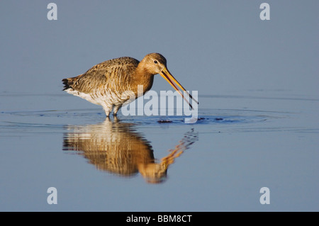 Schwarz-angebundene Uferschnepfe Limosa Limosa Erwachsene in der Zucht Gefieder Fütterung Nationalpark Lake Neusiedl Burgenland Österreich, April 2007 Stockfoto