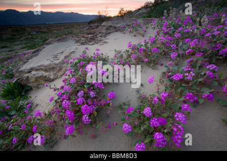 Desert Sand Eisenkraut Wildblumen in Kalifornien Anza Borrego Desert State Park Stockfoto