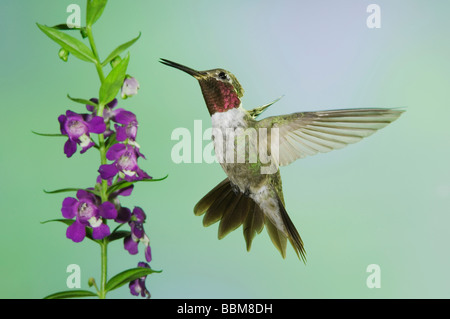 Breite tailed Kolibri Selasphorus Platycercus Männchen im Flug Fütterung auf lila Angelonia Angelonia Angustifolia Arizona USA Stockfoto