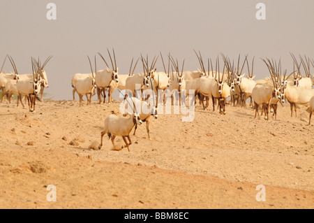 Arabische Oryx (arabischer Oryx), Sir Bani Yas Island, Abu Dhabi, Vereinigte Arabische Emirate, Arabien, Orient, Orient Stockfoto