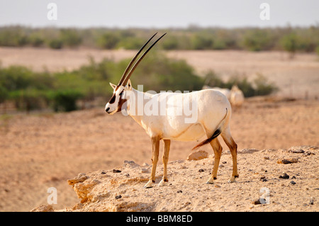 Arabische Oryx (arabischer Oryx), Sir Bani Yas Island, Abu Dhabi, Vereinigte Arabische Emirate, Arabien, Orient, Orient Stockfoto