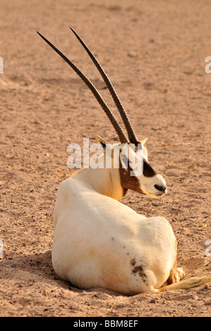 Arabische Oryx (arabischer Oryx), Sir Bani Yas Island, Abu Dhabi, Vereinigte Arabische Emirate, Arabien, Orient, Orient Stockfoto