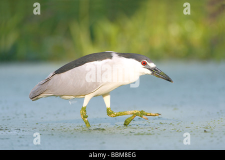 Schwarz gekrönt Nachtreiher Stockfoto