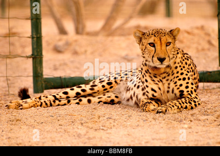 Gepard (Acinonyx Jubatus Soemmerring) in ein Vivarium, Sir Bani Yas Island, Abu Dhabi, Vereinigte Arabische Emirate, Arabien, Orient, Stockfoto