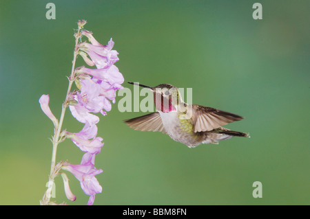 Breite tailed Kolibri Selasphorus Platycercus Männchen im Flug Fütterung auf Rocky Mountain Penstemon Penstemon Strictus Colorado Stockfoto