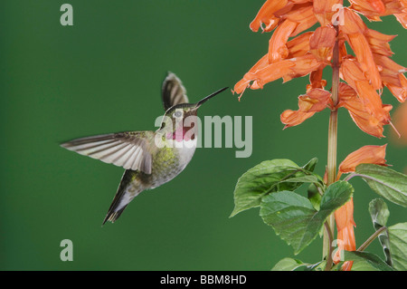 Breite tailed Kolibri Selasphorus Platycercus Männchen im Flug Fütterung auf rot Salvia Salvia Splenden Rocky Mountain NP colorado Stockfoto