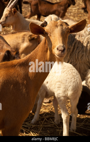 Eine braune Ziege in einem kleinen Betrieb in Kos, Griechenland Stockfoto