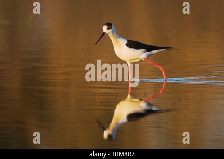 Schwarz geflügelte Stelzenläufer Himantopus Himantopus Erwachsenen Wandern Nationalpark Lake Neusiedl Burgenland Österreich, April 2007 Stockfoto